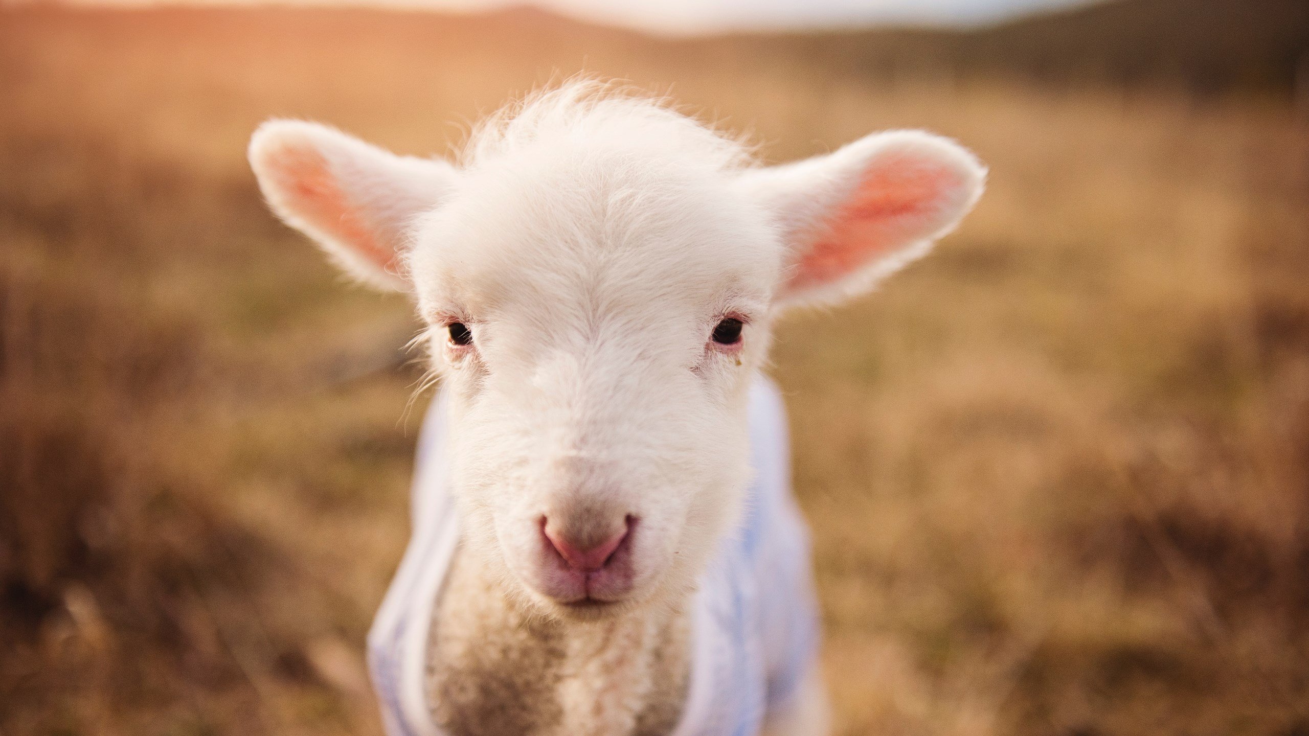 “极限速度突破:传感器引领投球表现全面升级”