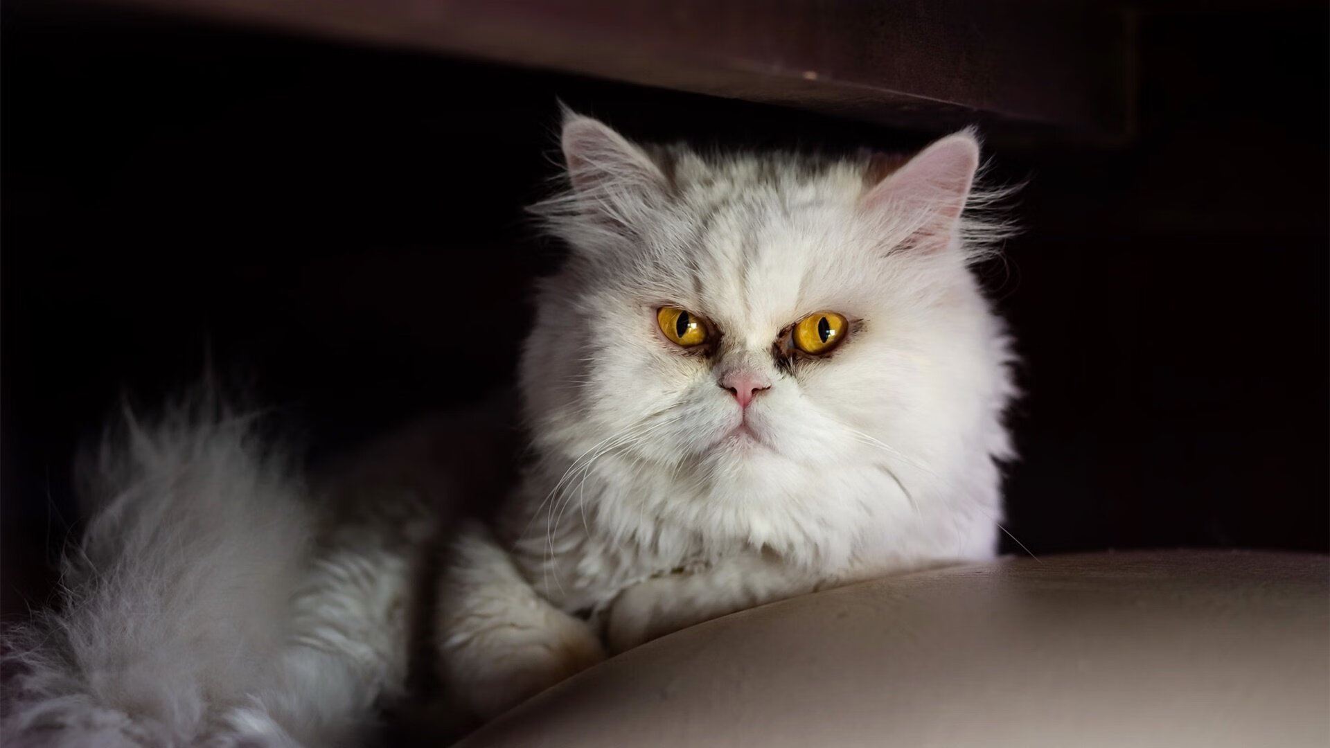 “校园足球文化节盛大开幕,推动全民体育运动”,校园足球文化节标语