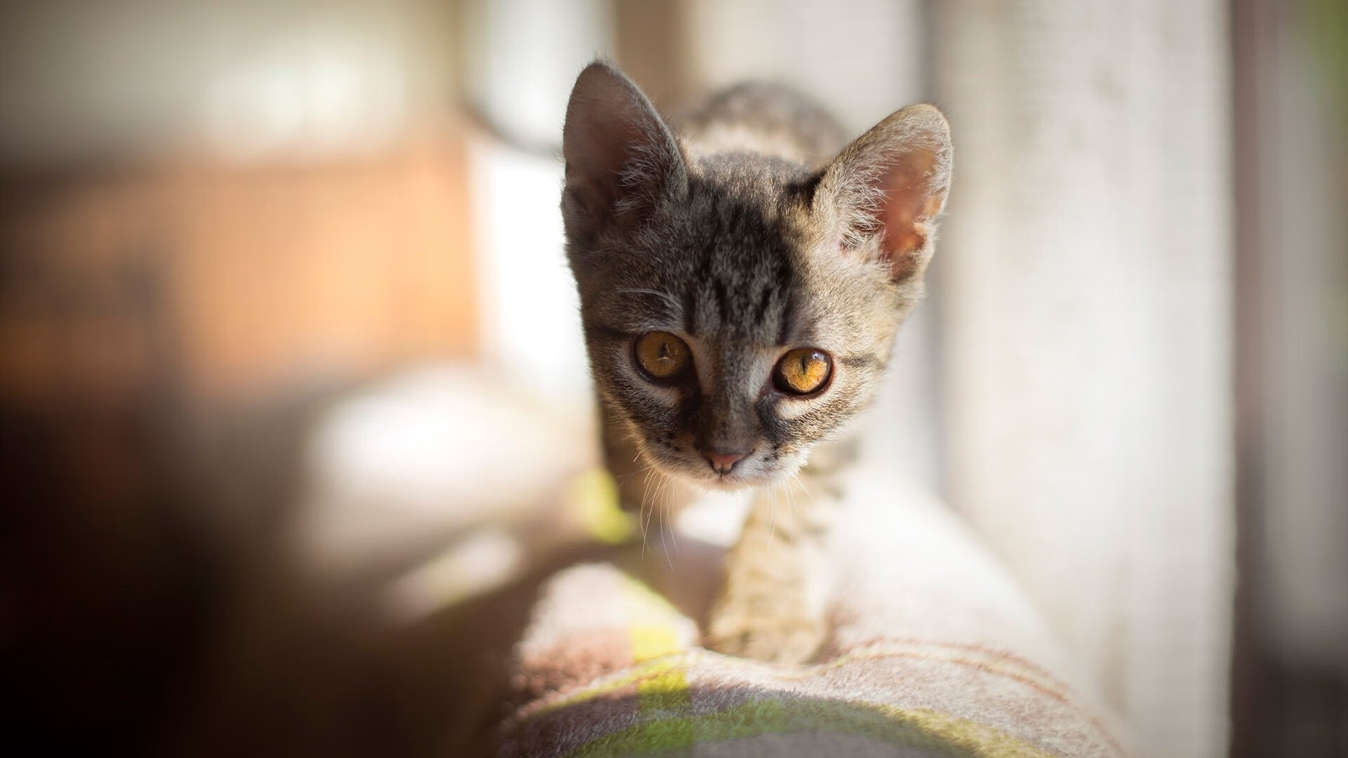 【最新比赛规则介绍】罚分细节及犯规判定标准,比赛罚款