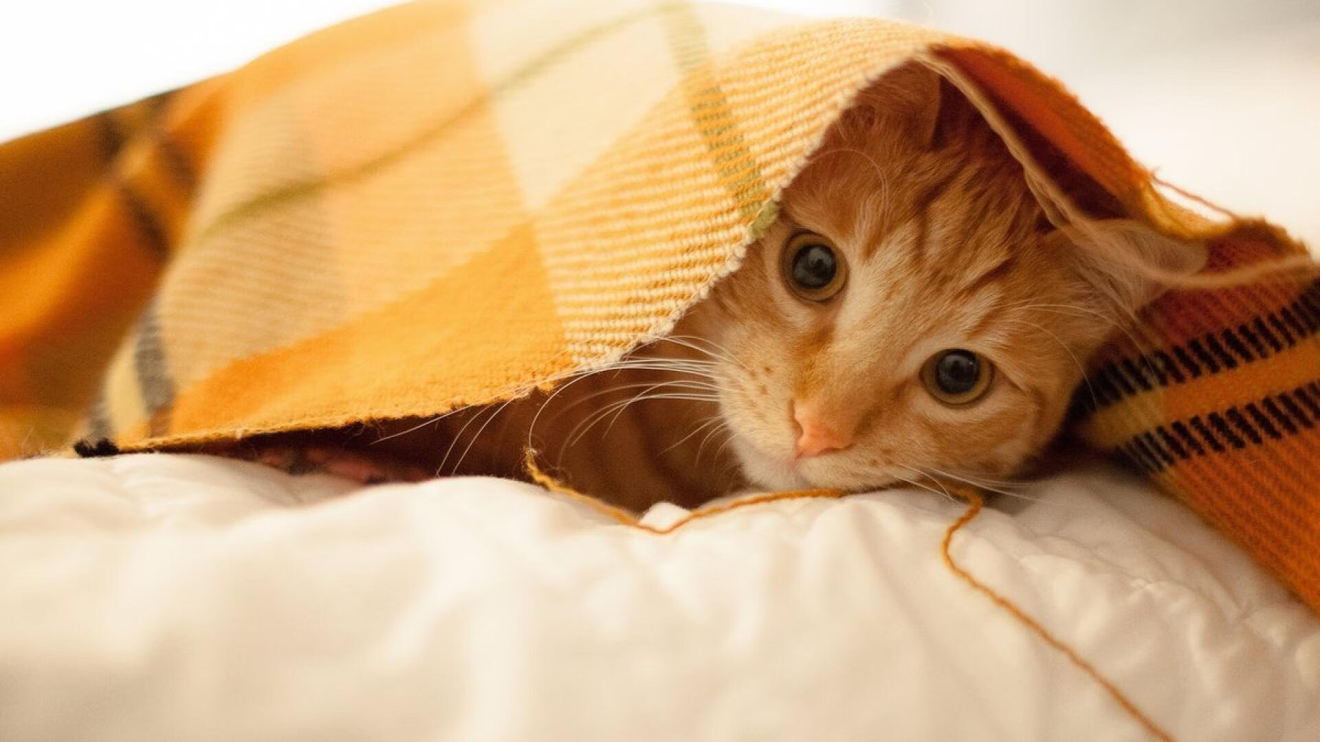 传奇教练回顾:他们改变了联盟的战术思想,传奇足球教练